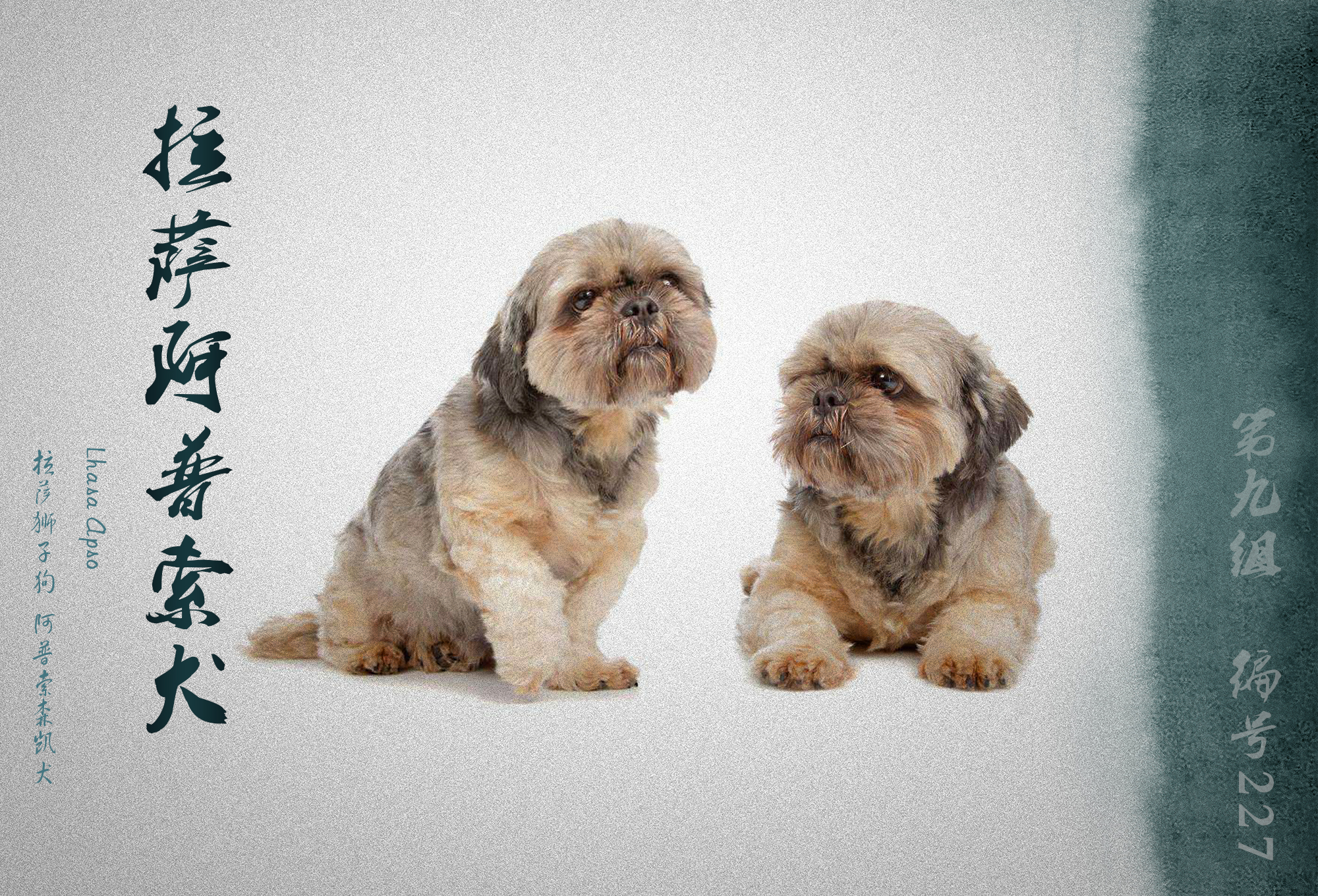 世界犬业联盟承认的犬种,fci犬类排名