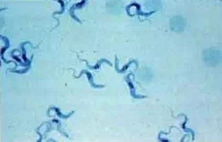 拉布拉多寄生虫,拉布拉多寄生虫会传染人吗