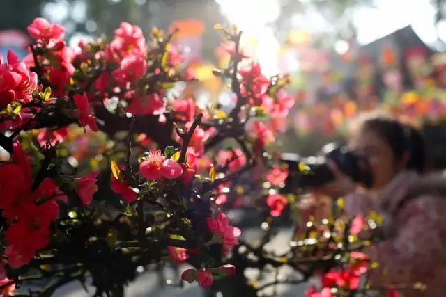 安逸，成都各区县的海棠花开了，周末带上家人或朋友踏春去哦