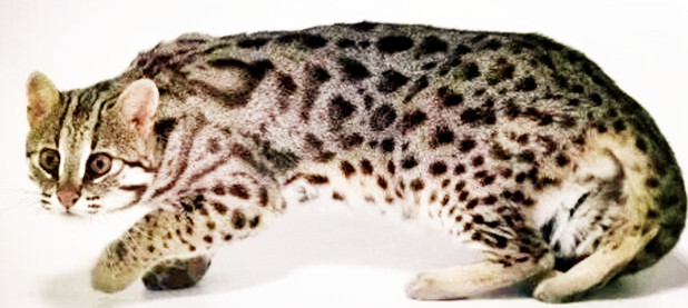 中国珍稀八大名猫,猫在古代如何被用来招财