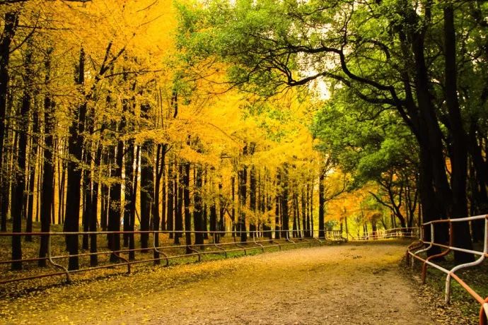 上海新年值得去的地方,春节被挤爆了的九个景点