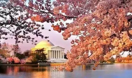 中国有哪些樱花好看,看樱花中国