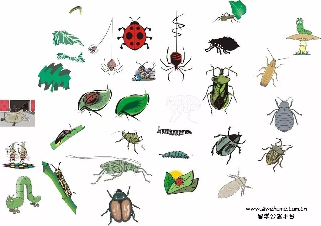 澳洲虫子到底有多可怕,澳洲虫子有多可怕