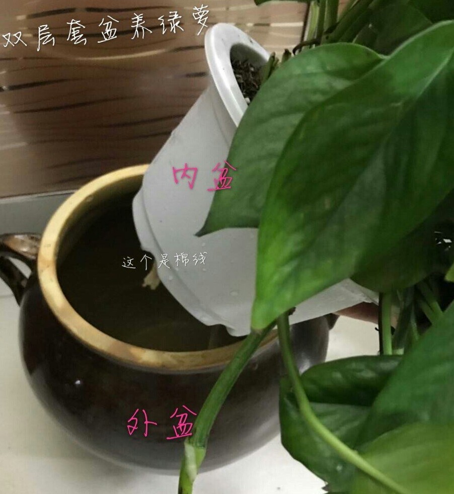 绿萝选枝条水养,养绿萝用的套盆