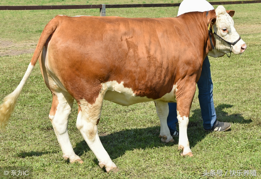 今年养牛羊赚不赚钱,养牛不挣钱