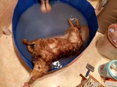 宠物洗护合集,宠物洗护攻略