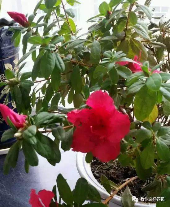 绿萝发财树杜鹃发黄萎蔫枯死，一个塑料袋就能救回！