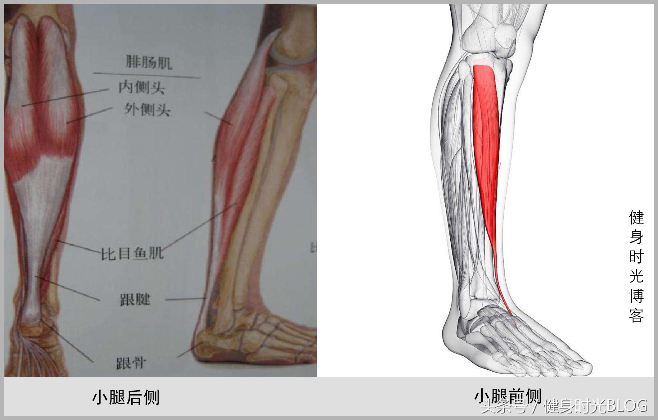 弹力带训练小腿肌肉,小腿增肌肉的训练方法