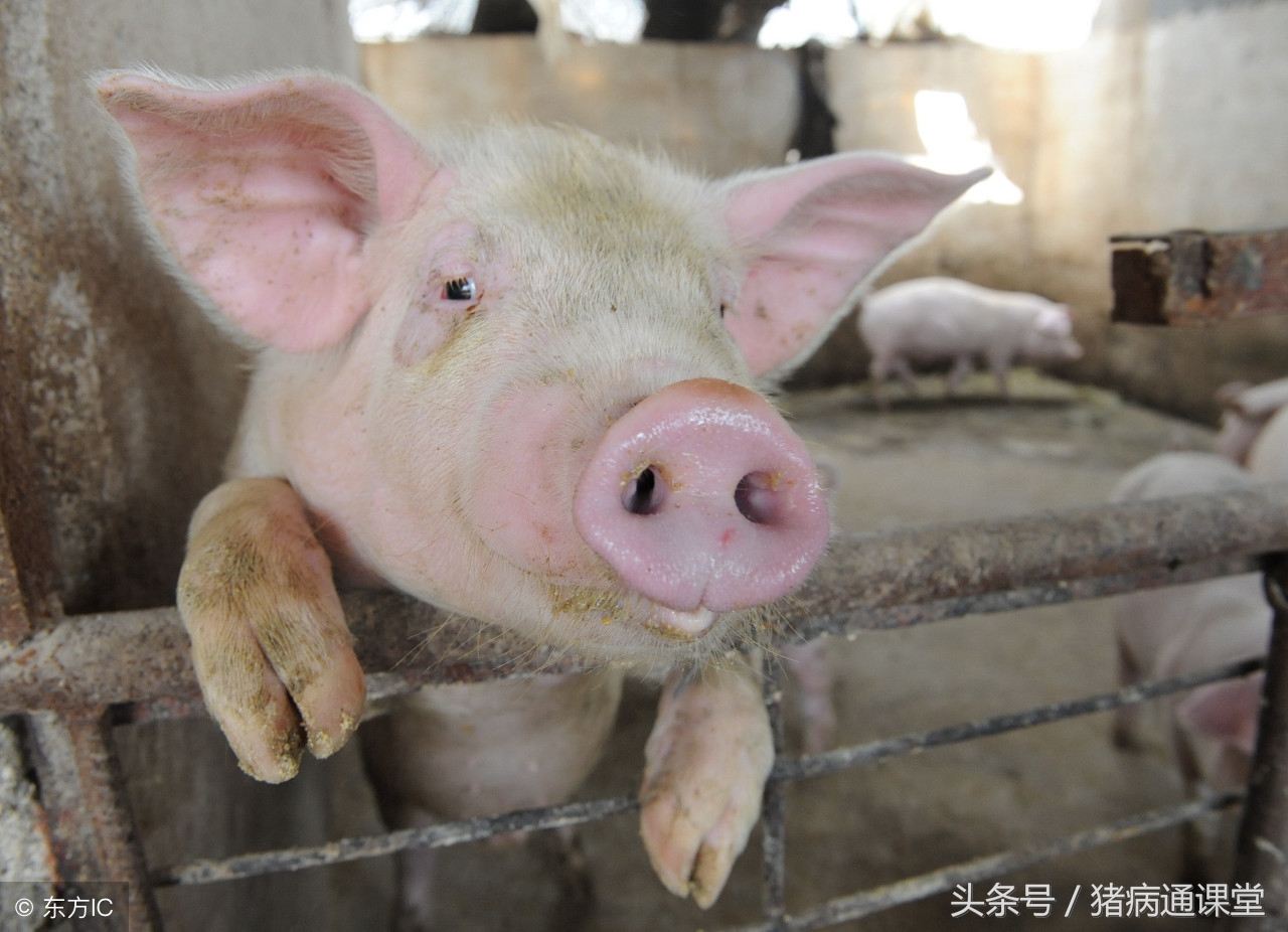 猪气喘病最佳治疗方法,猪气喘病症状及治疗方法