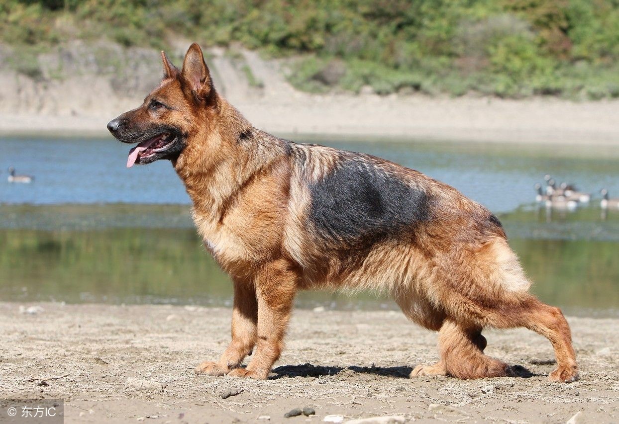 如果德牧是退役军犬的话可以养吗,退役军人训犬视频教程