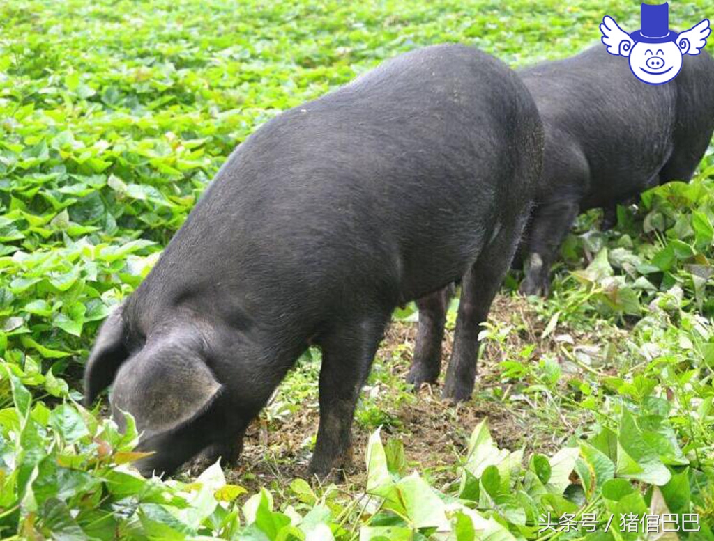 猪裂蹄什么原因引起用什么药,猪的蹄裂病会不会自愈