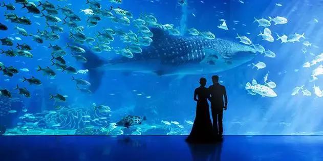 马尔代夫法式水上餐厅,马尔代夫海底餐厅视频