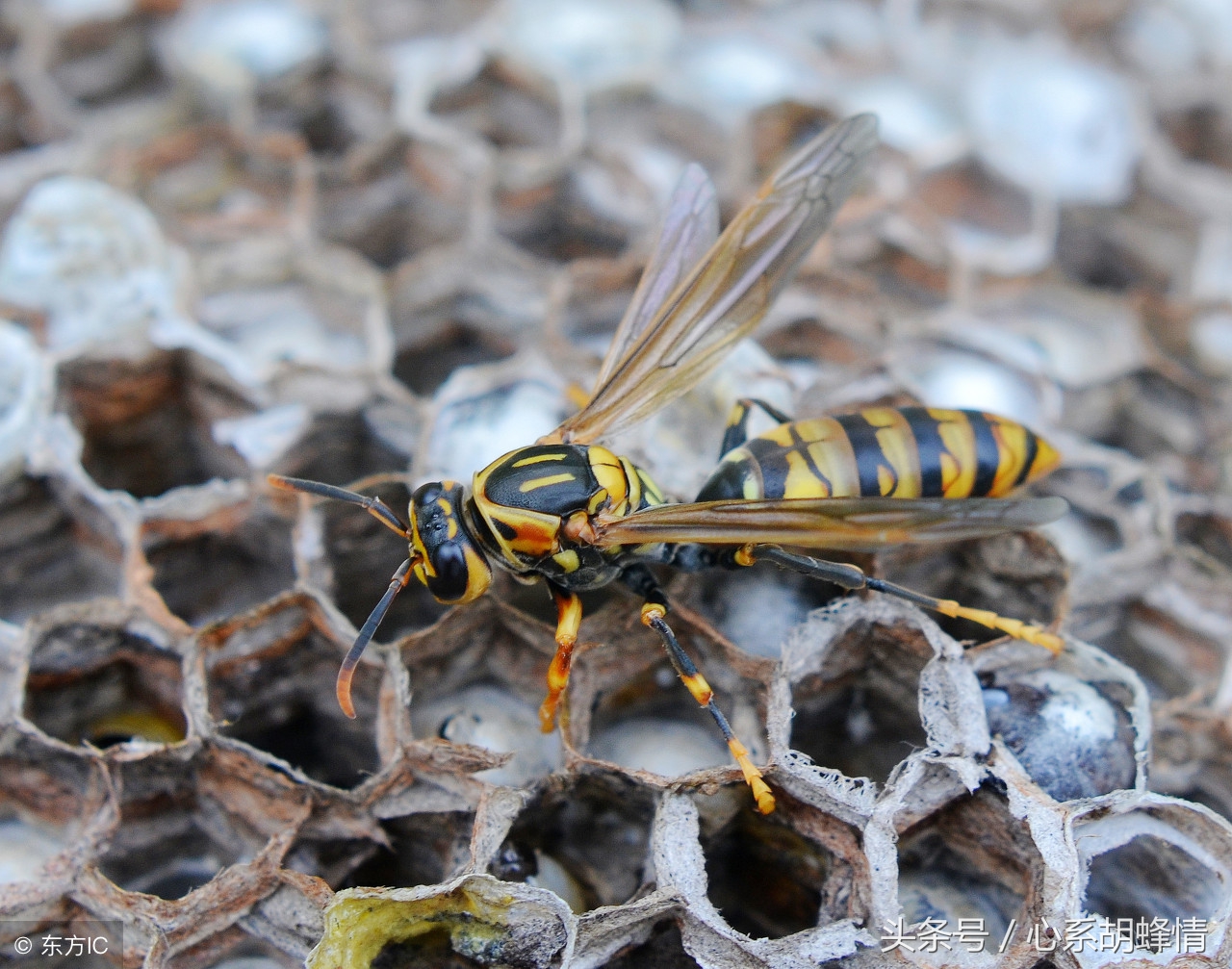 胡蜂养殖蜂王筑巢技术全教程视频,胡蜂养殖技术论文