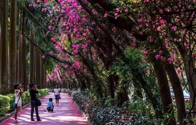 深圳春游十大好去处要门票,深圳春游亲子最佳去处
