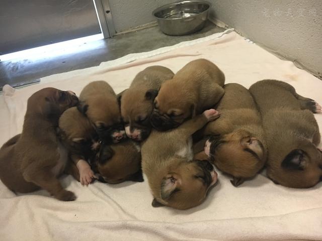 如何在围栏里训练狗狗定点大小便,狗狗随地小便怎么训练喝水