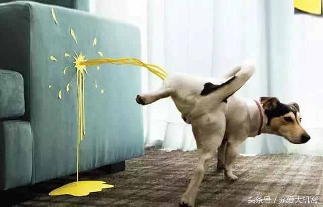 狗狗到处拉尿土方法怎么治,狗狗定点上厕所便便怎么处理