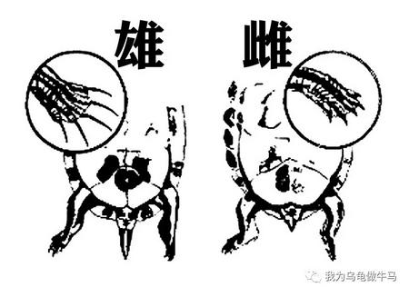 这龟白送你都不要,这篇阅读量要仆街