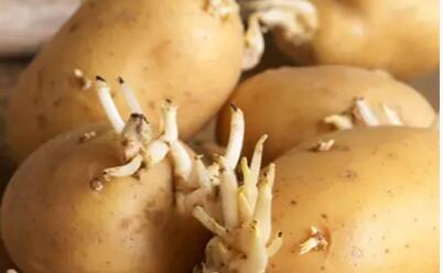 发芽的土豆吃了有没有问题,有一点发芽的土豆可以吃吗