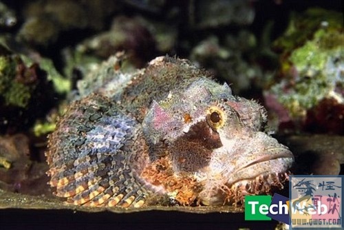 全球十大有毒动物排行榜,在野外要小心什么有毒的动物