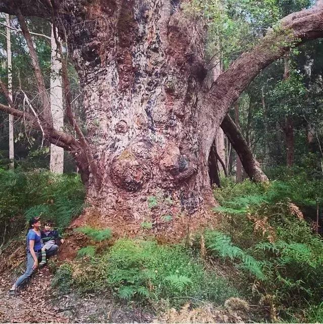 澳洲签证体检后多久签证可以获批,澳洲820签证转801签证需要多久