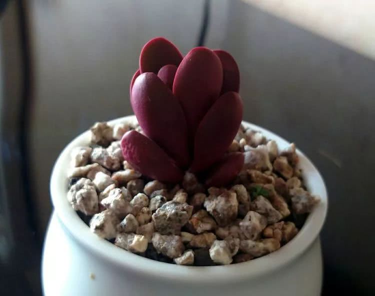 做足了功课养多肉,不用操心就能养好的多肉