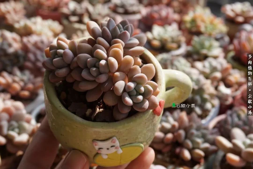 不负人间风月,不负人间风月创作的原声