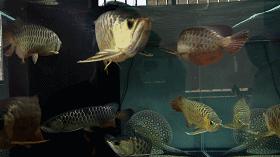 驯龙怎么让龙饿得快,如何让龙鱼改口吃饲料