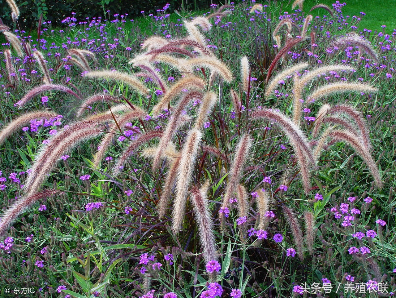 养殖鸡鸭兔最好的牧草,种植牧草养殖肉兔效益分析