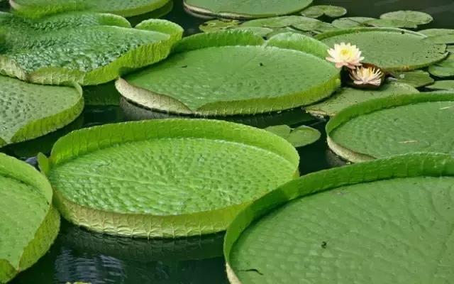 100种常年开花的植物,适合在家一年四季开花的植物