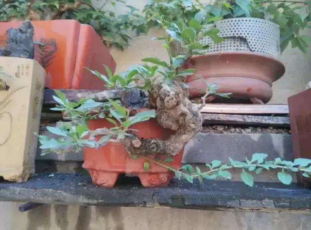 山宗山先生枸杞精品养护心得