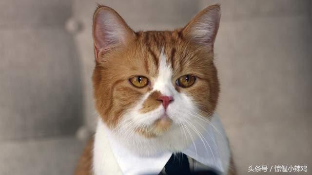 2019宠物猫名字,宠物猫有哪些好听的名字