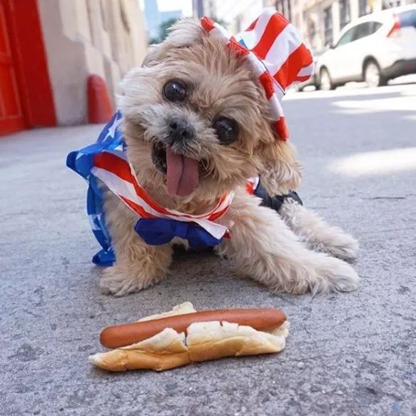 励志狗狗电影感人故事,励志狗狗逆天改命