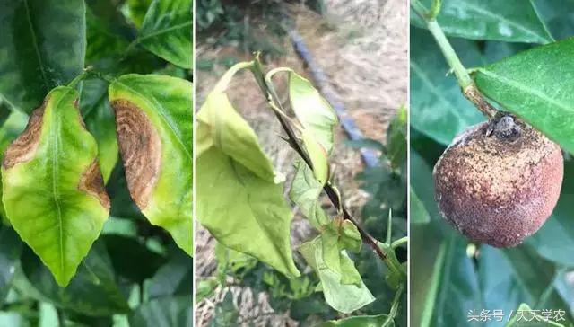 柑橘全年病虫害防治技术表,三月来了一年之计在于春