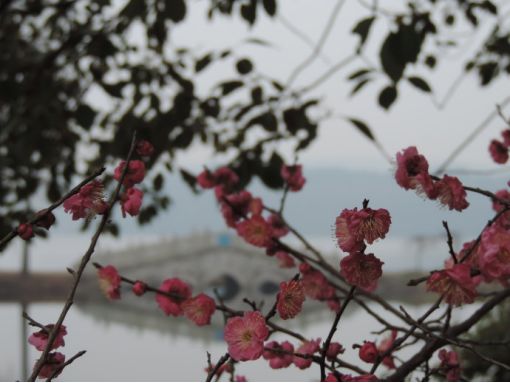 不可错过！元宵节湖北17市州最全赏灯攻略！