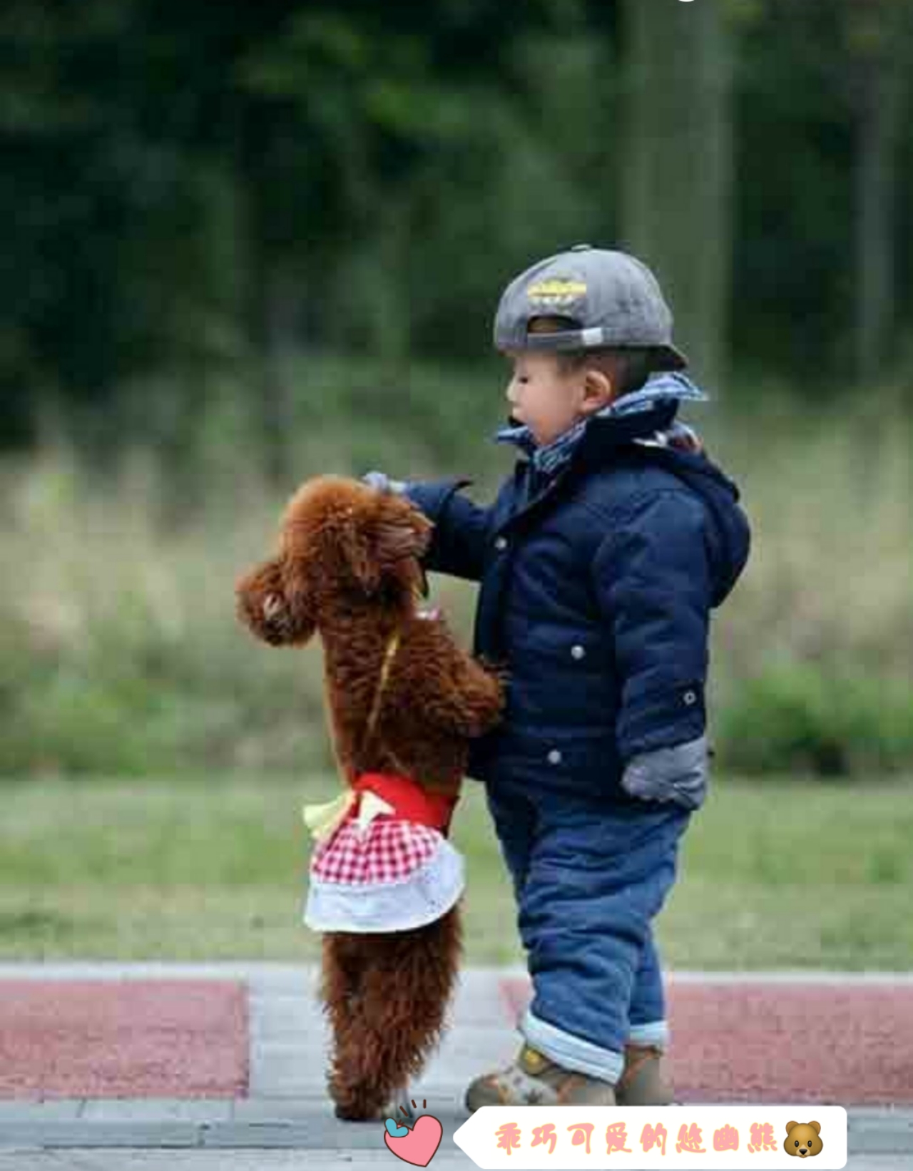 网上买狗要注意些什么,网上买狗真的不靠谱吗