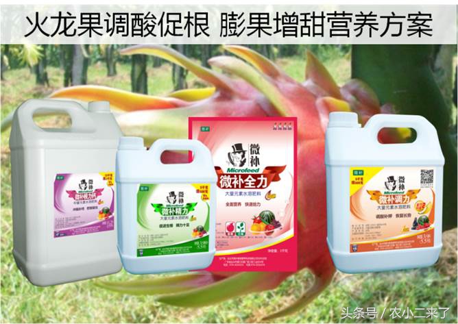 火龙果用钛微肥果实膨大,火龙果增糖吗