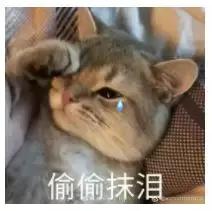 猫片大全及价格表,猫片是什么意思