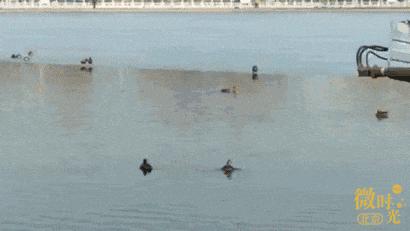 什刹海逛一圈多长时间,什刹海逛完要多久