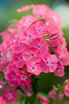 100种常年开花的植物,适合在家一年四季开花的植物