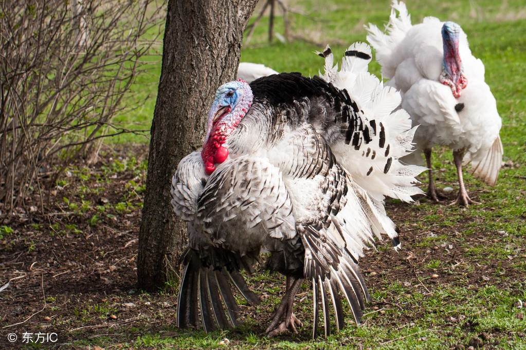 关于养殖火鸡的前景怎么样,火鸡养殖青铜火鸡