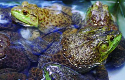 养牛蛙最新规定现在牛蛙行情,现在养殖牛蛙行情怎样