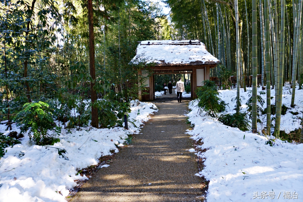 去日本富士山最便捷的交通,富士山箱根周游券攻略