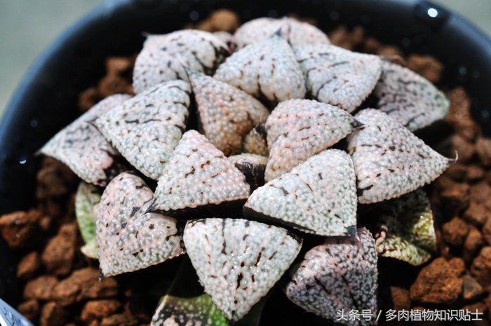 多肉植物圈内名称,多肉界最有名的人是谁