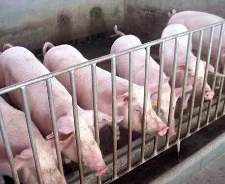 猪皮肤起红疹怎么办打什么针,猪皮起红斑是什么病