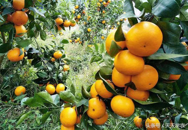柑橘全年病虫害防治技术表,三月来了一年之计在于春