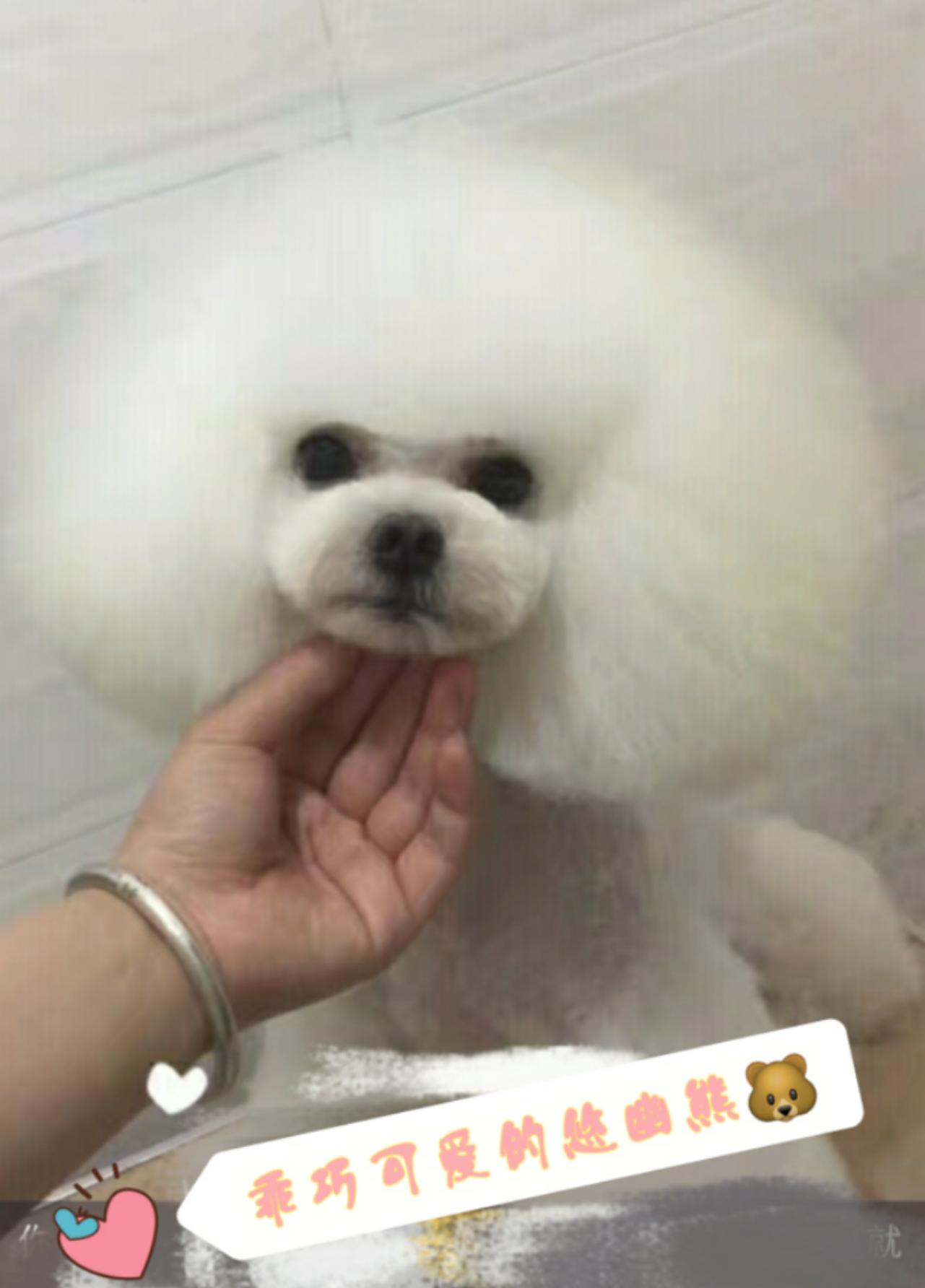 网上买狗注意哪些人是骗子,网上买狗靠不靠得住