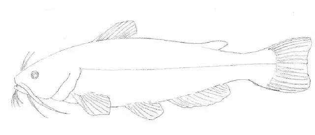 素描入门零基础教程动漫人物,素描入门零基础教程排线握笔