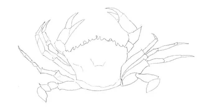国画素描教程零基础入门,零基础学素描初学者入门教学