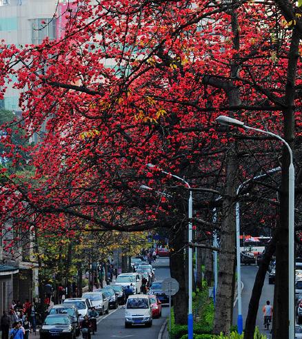 木棉花季，观众画风各异，老广州的画风肯定是这样，单纯又美味