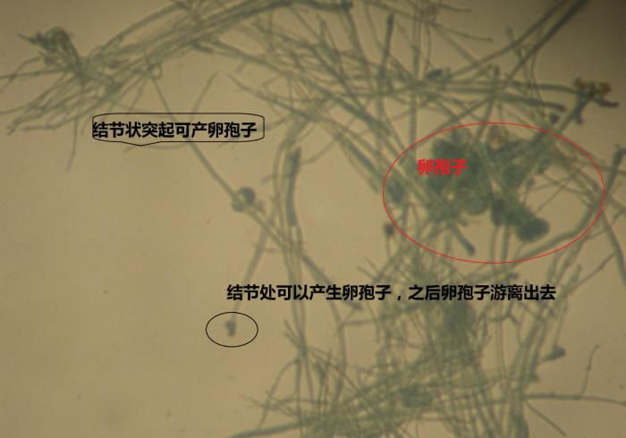 危害辣椒的主要病害有哪些,辣椒四大病害